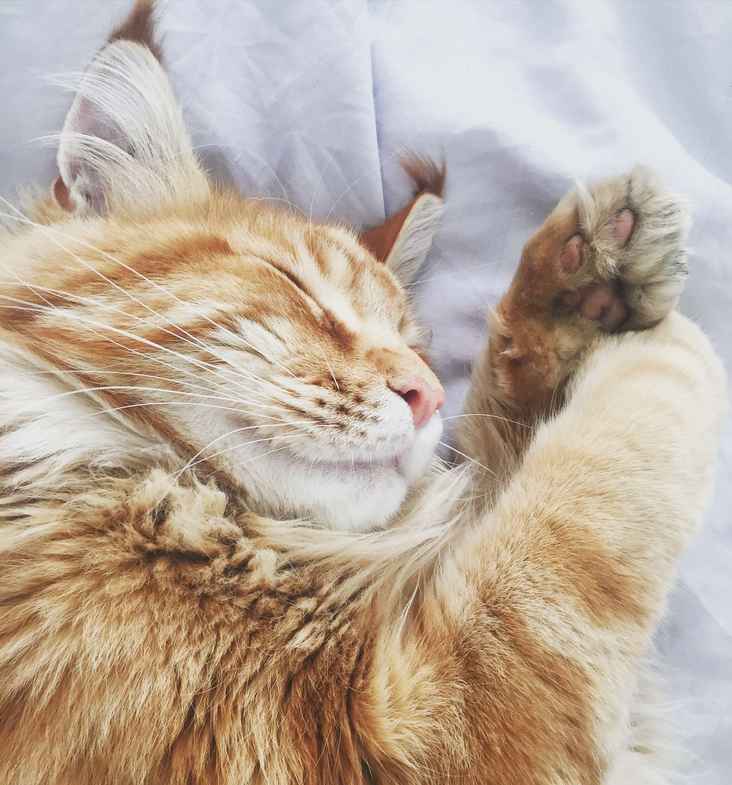 宠蓓萌小知识：猫咪很爱睡觉？睡眠时间是人的两倍！