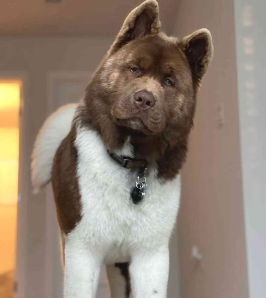 宠蓓萌小知识：美系秋田犬长多高？美系秋田好养吗？