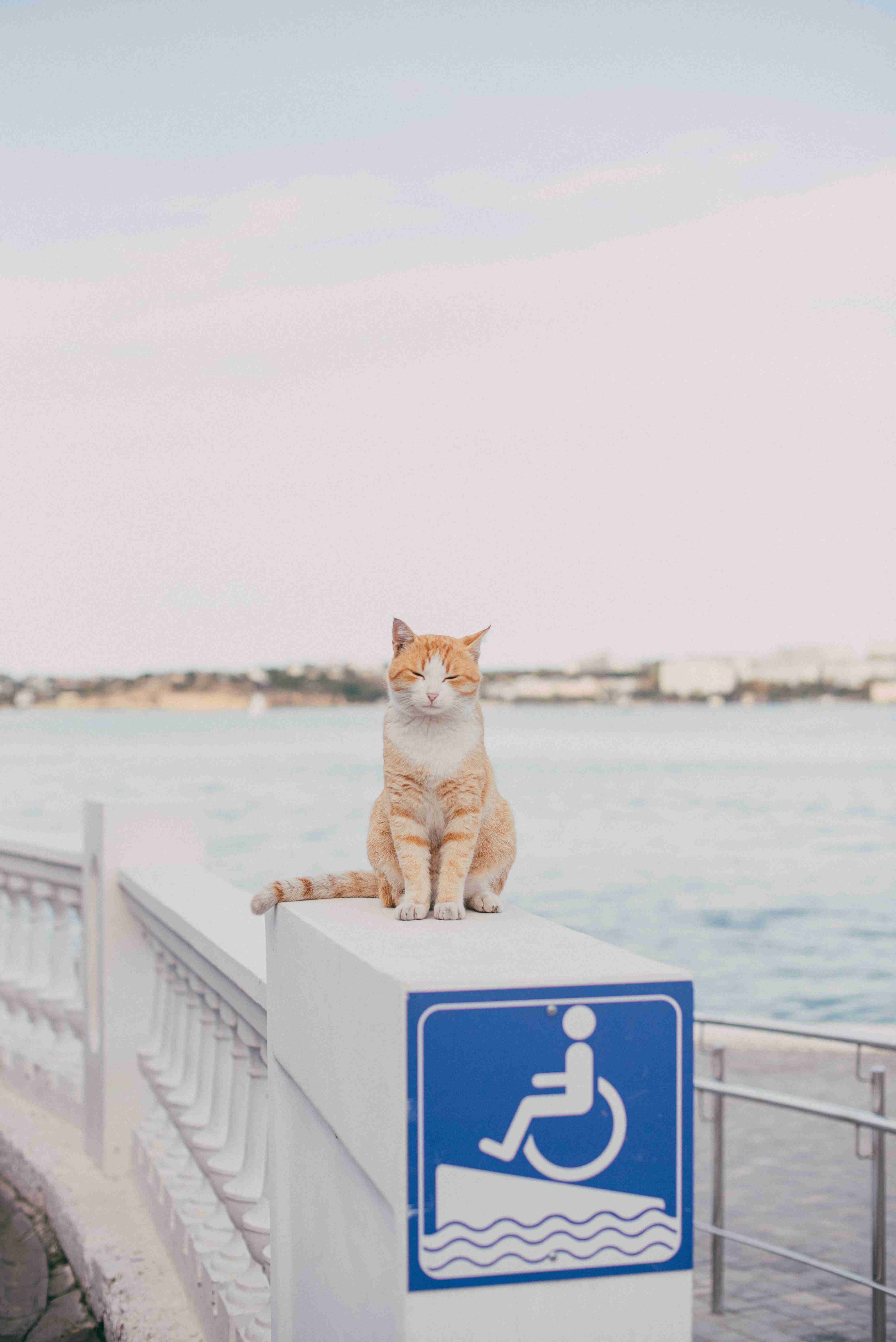 宠蓓萌小知识：猫会游泳吗？可以训练猫咪游泳吗？