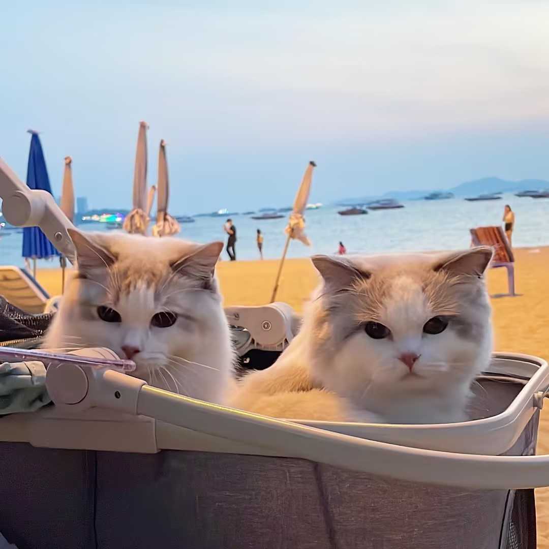 宠物科普：猫咪耐高温吗？多少度会让猫难受？宠蓓萌