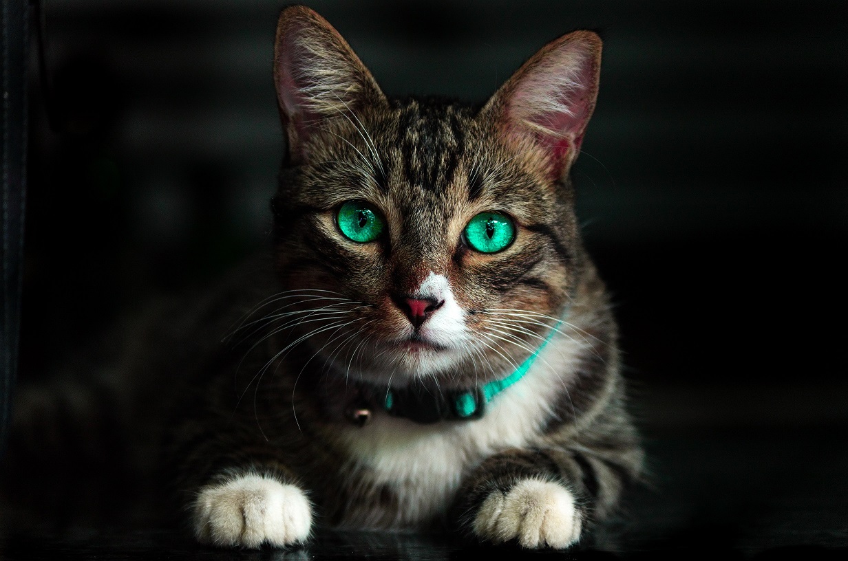 宠蓓萌：猫咪的瞳孔为什么有时候圆有时候细？