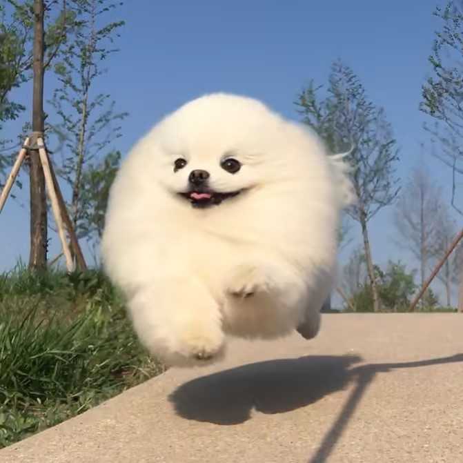 宠蓓萌科普：狗狗可以吃黄瓜吗？