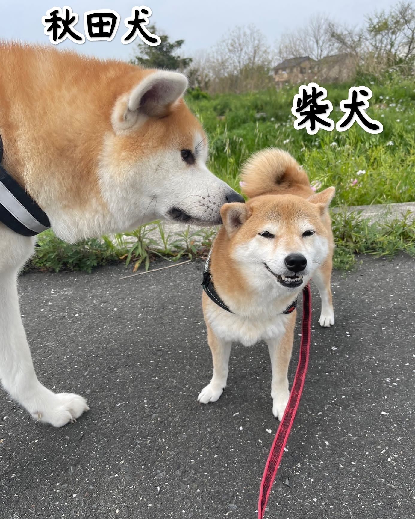 宠物医院小科普：秋田犬和柴犬的区别在哪里？宠蓓萌