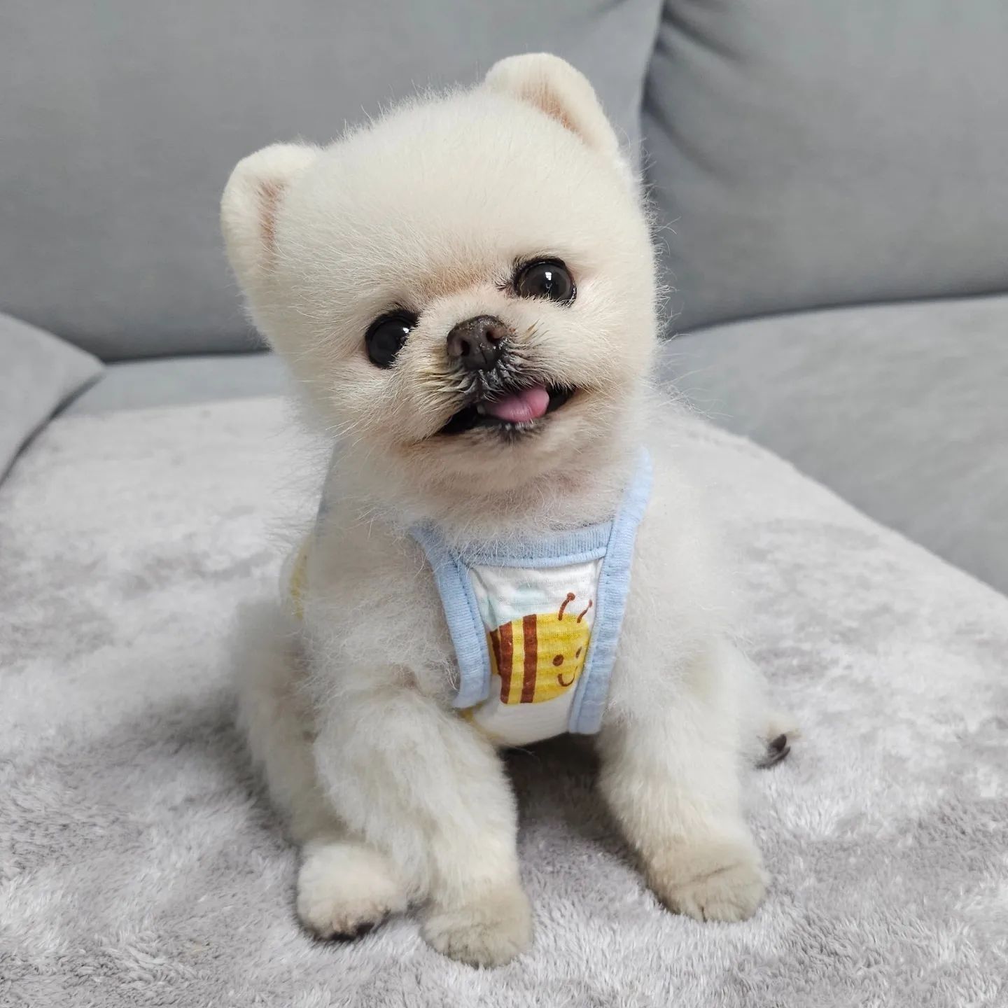 宠蓓萌科普：狗狗怀孕可以打胎吗？