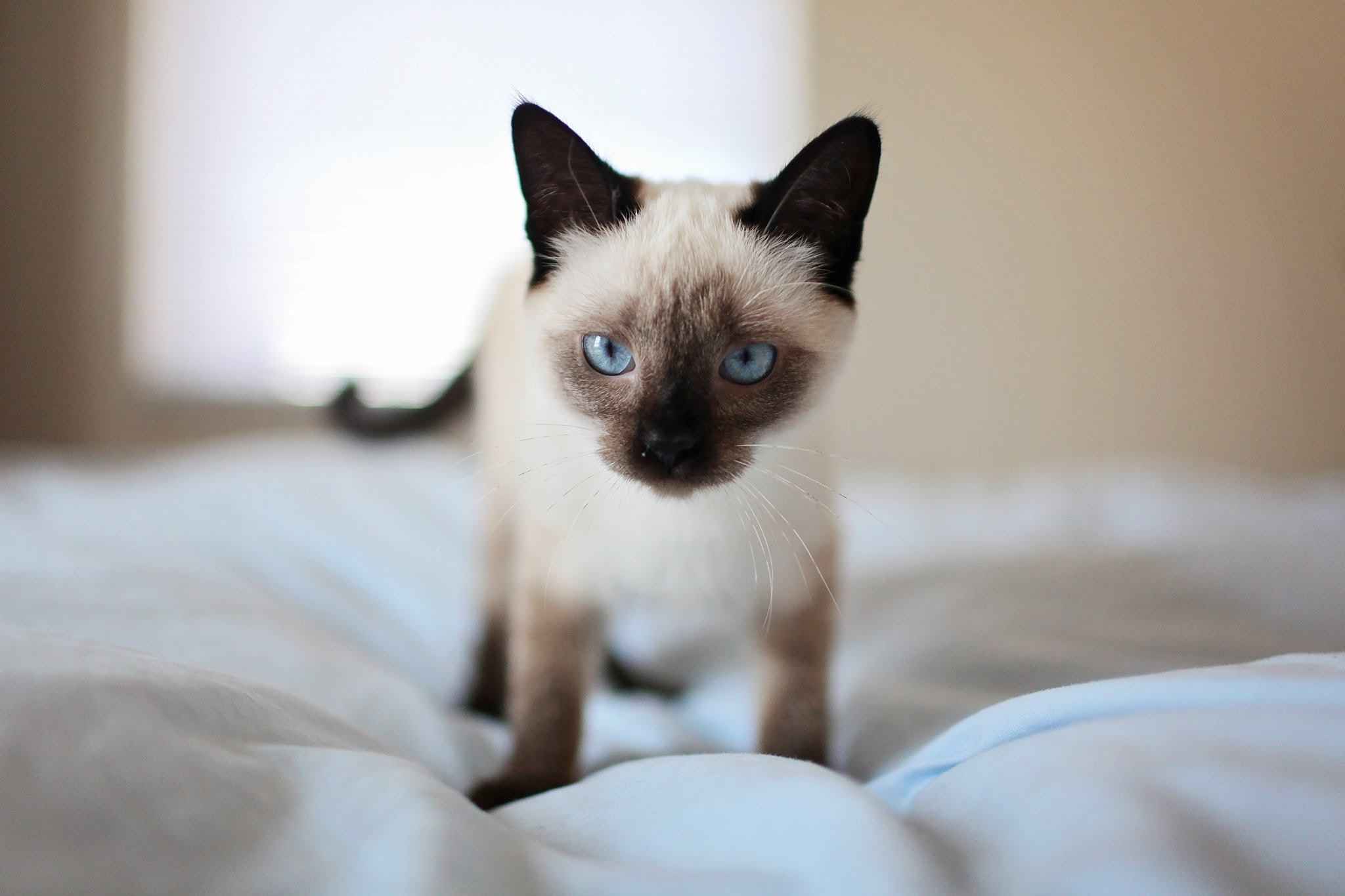 宠蓓萌小知识：猫踩奶是认主人了吗？猫为什么踩奶？