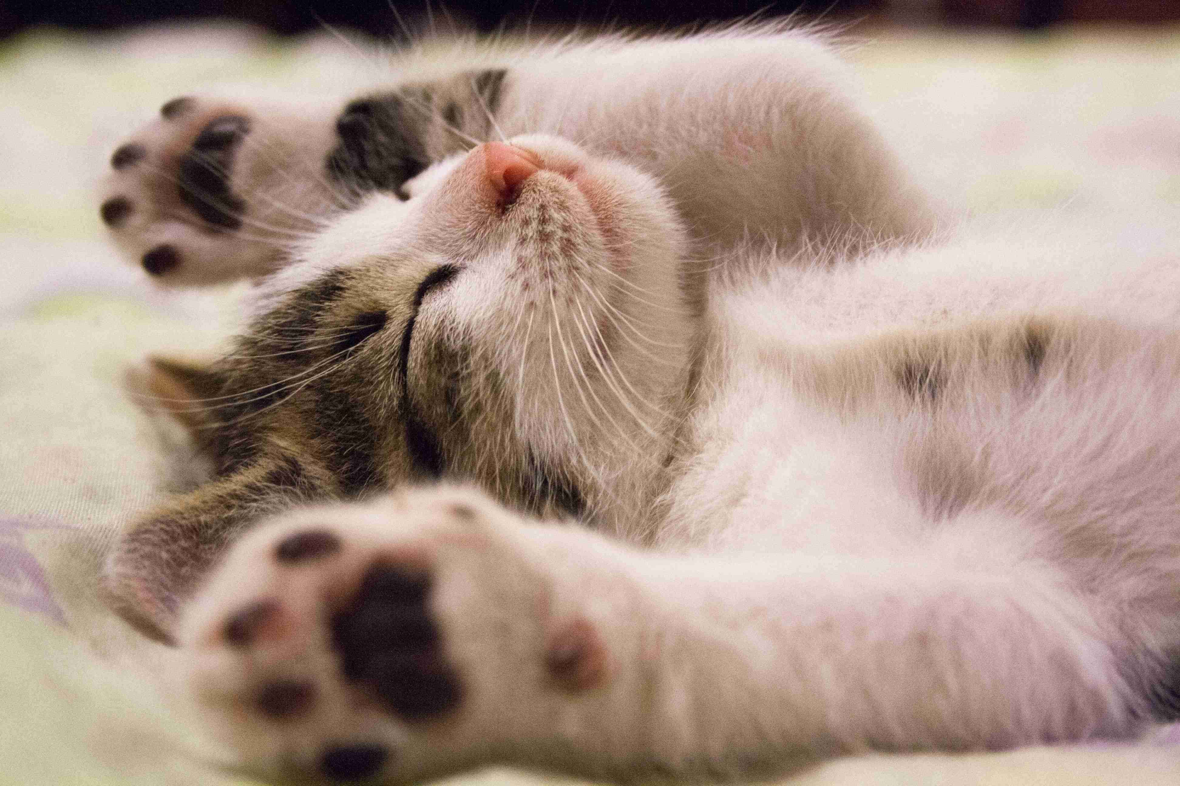宠蓓萌小知识：猫咪的生活习惯：爱睡觉！有洁癖！
