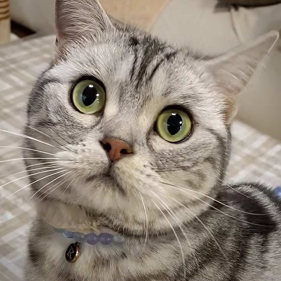 宠蓓萌小知识：美国短毛猫为什么要绝育?
