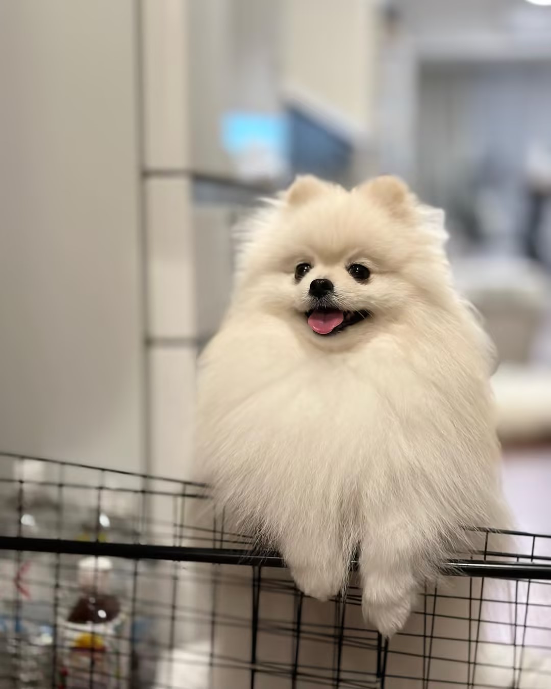 宠蓓萌小知识：博美适合新手饲养吗？