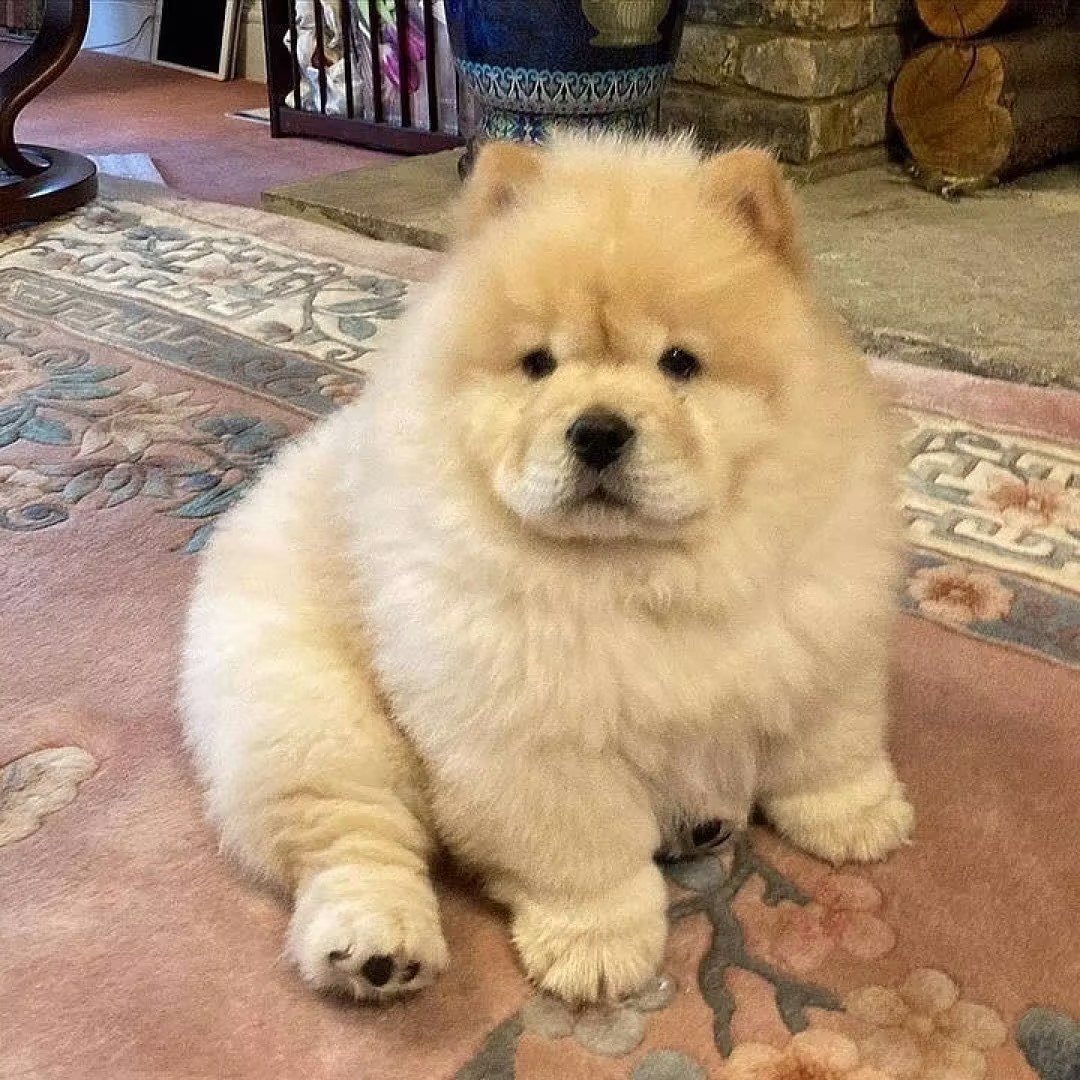 宠蓓萌小知识：松狮犬掉毛严重吗？