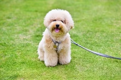 宠蓓萌小知识：比熊犬多大才能算成犬？