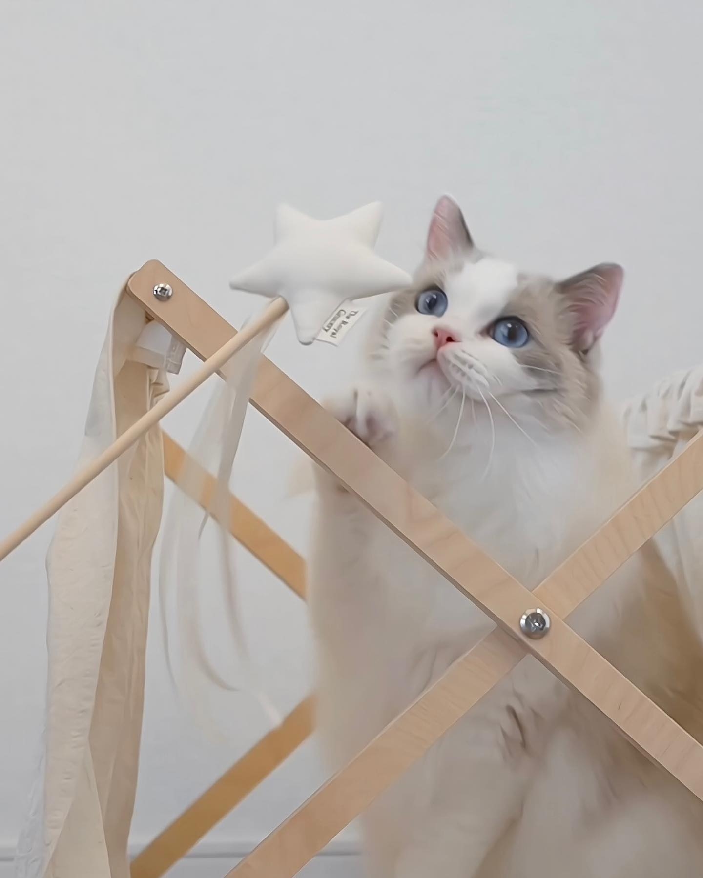 宠蓓萌小知识：布偶猫伤心的表现！