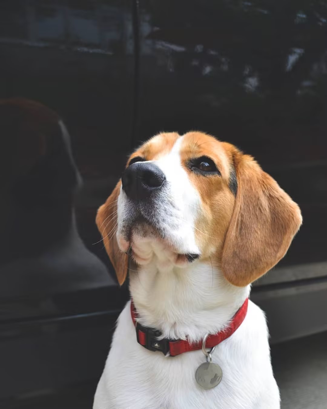 宠蓓萌小课堂：比格犬的学习诱导训练法！
