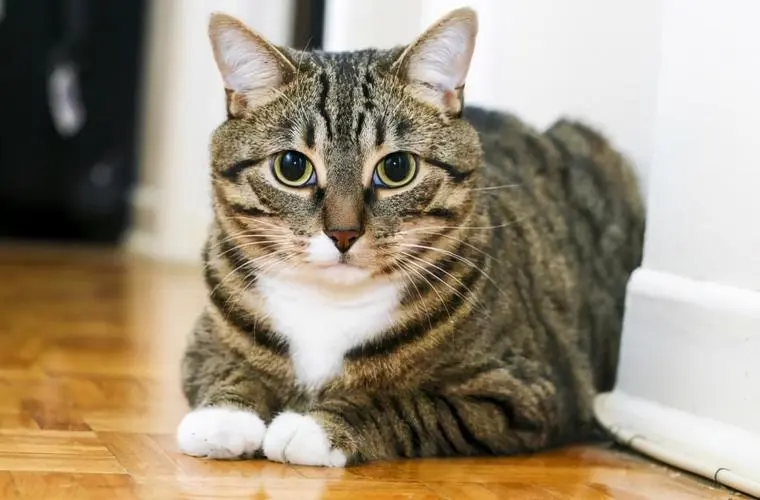 宠蓓萌小知识：狸花猫讨厌主人会有哪些表现？