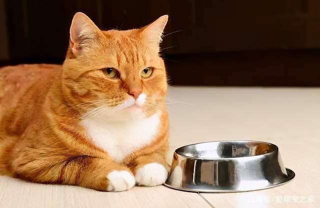 宠蓓萌小知识：猫咪什么时候发腮？