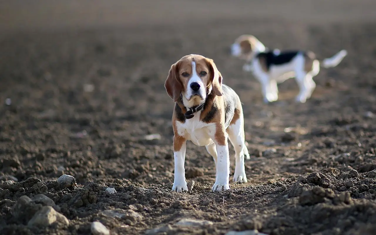 宠蓓萌小知识：比格犬的攻击性强不强？