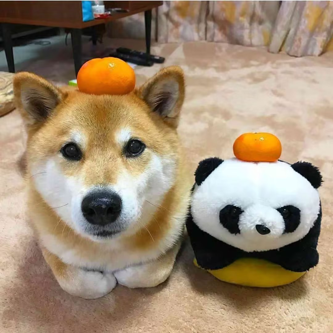 宠蓓萌小知识：什么水果最适合柴犬吃？