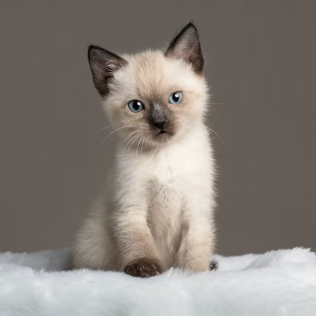 宠蓓萌小知识：猫咪洗澡时应激反应怎么处理？