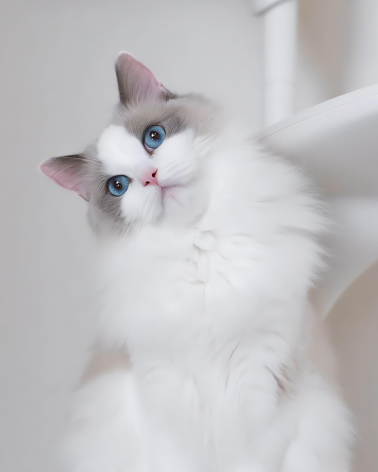 宠蓓萌小知识：布偶猫好训练吗？