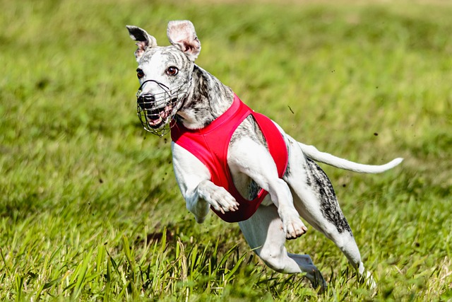 宠蓓萌小知识：新手可以养惠比特犬吗？惠比特犬性格好不好？