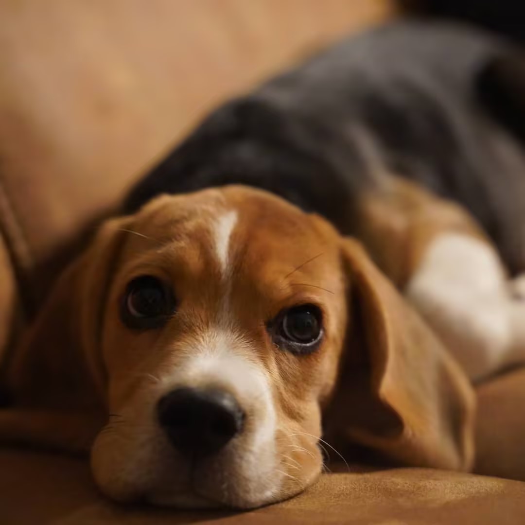 宠蓓萌小知识：比格犬服从性好不好？