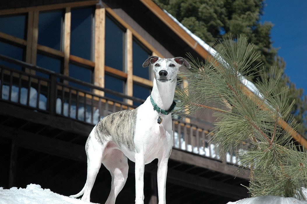 宠蓓萌小知识：惠比特犬的优点有哪些？